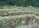 IMG_0335