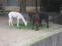 IMG 1479