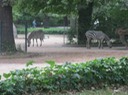 IMG 1493