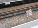 IMG 1518
