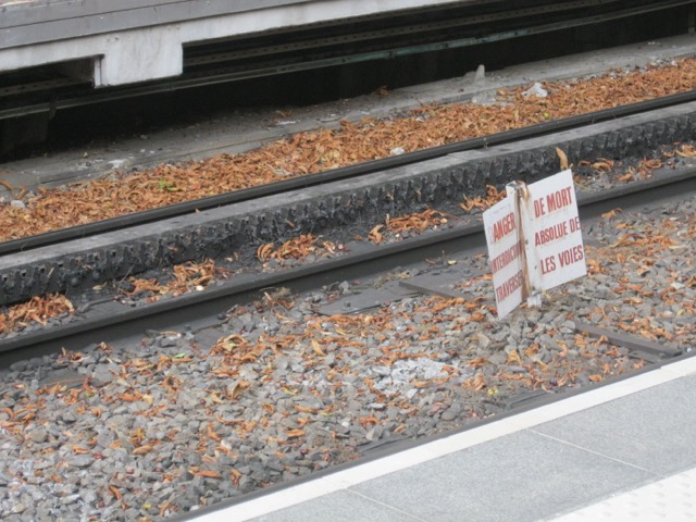 IMG 1518